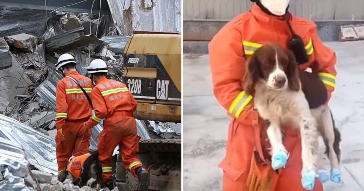 untitled design 96.png?resize=1200,630 - Hero Dog Wounded While Rescuing People Trapped Under Collapsed Building