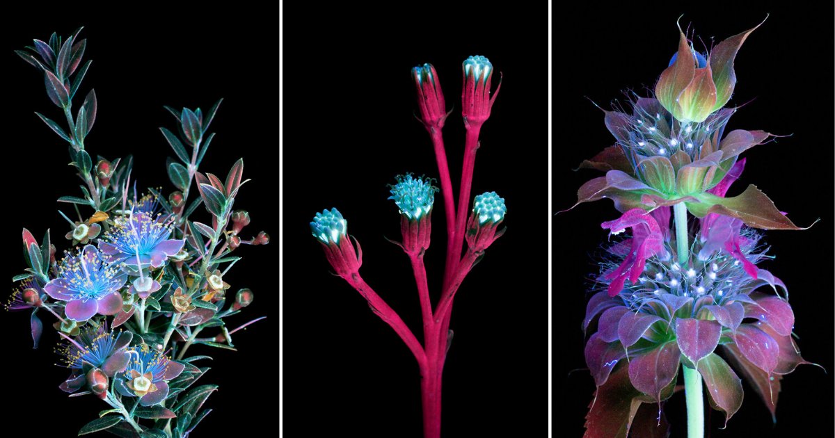 untitled design.png?resize=412,232 - An Individual Photographs The Invisible Light Which The Plants Emit 