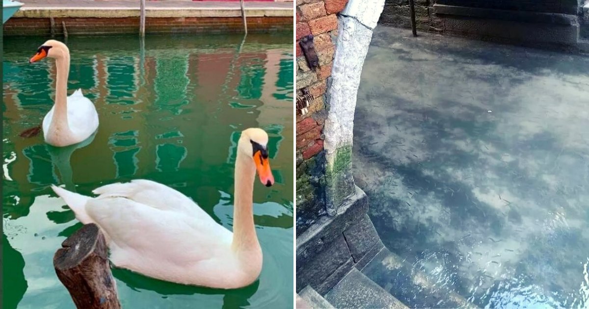 venice6.png?resize=412,275 - Fish And Swans Return To Venice’s Canals As Water Becomes Clearer During Coronavirus Lockdown
