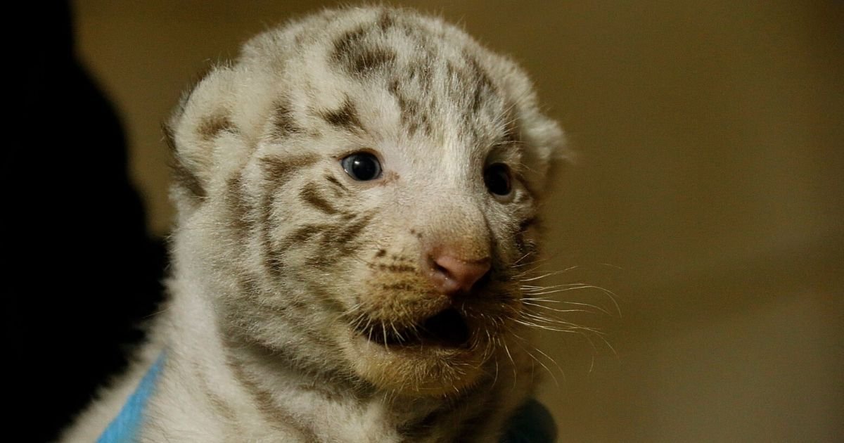 vonjour 2.jpg?resize=1200,630 - Bonne nouvelle : trois bébés tigres blancs sont nés au zoo d'Amnéville