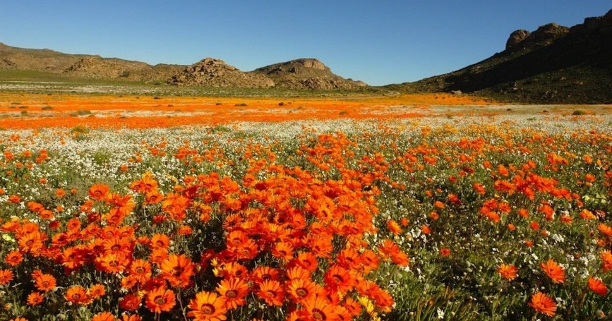 vonjour4.jpg?resize=412,232 - Photos : découvrez ce surprenant désert qui se couvre de champs de fleurs à chaque printemps