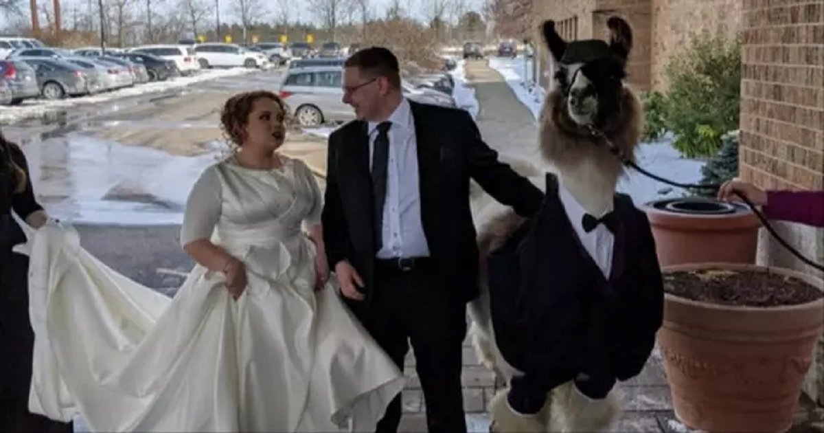w3.jpg?resize=1200,630 - A Brother Promised To Bring A Llama To His Sister's Wedding, And That's Exactly What He Did