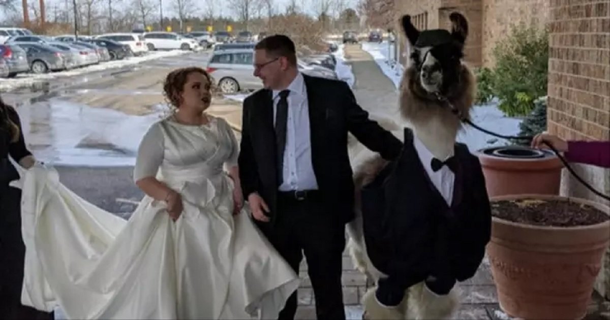 w3.jpg?resize=412,275 - A Brother Promised To Bring A Llama To His Sister's Wedding, And That's Exactly What He Did