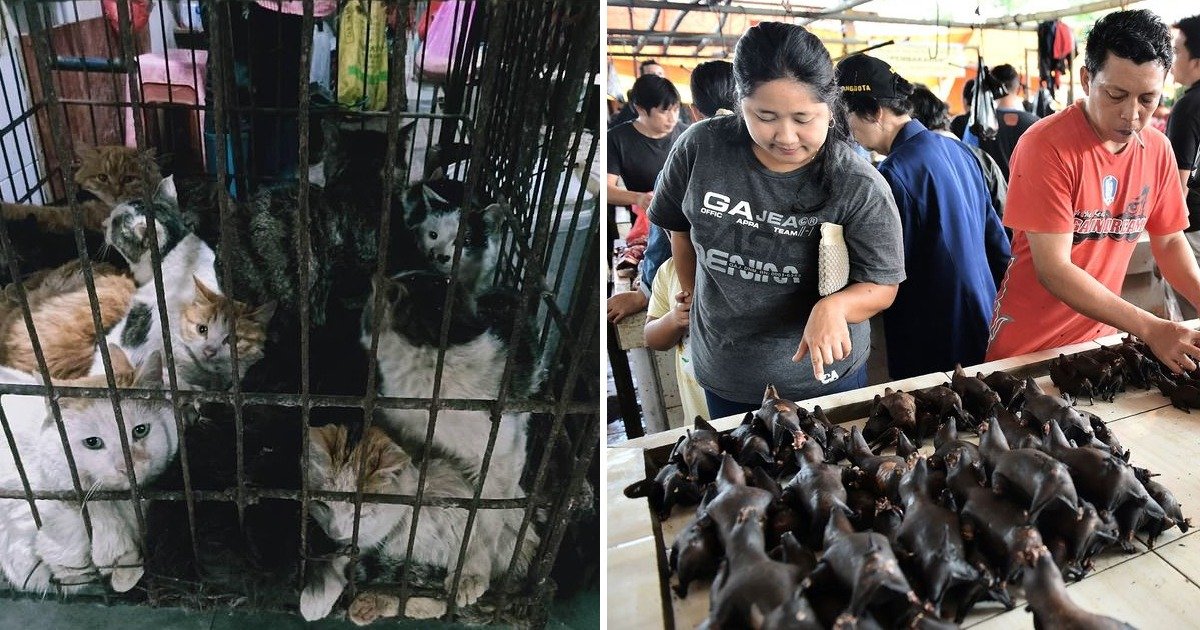 whatsapp image 2020 03 29 at 11 05 42 pm.jpeg?fit=1024%2C538&ssl=1&strip=all - Chinese Markets Still Selling Bats And Wild Animals As Beijing Celebrated Victory Over The Deadly Disease