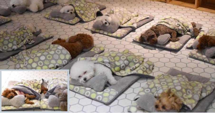 y5 2.png?resize=412,232 - Photos of Adorable Sleeping Puppies in A Puppy Day Care Are Getting Viral