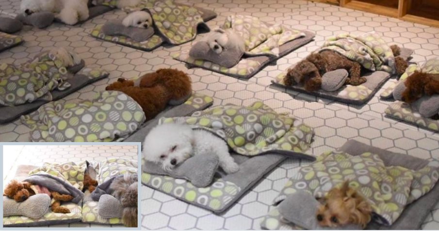 y5 2.png?resize=412,275 - Photos of Adorable Sleeping Puppies in A Puppy Day Care Are Getting Viral