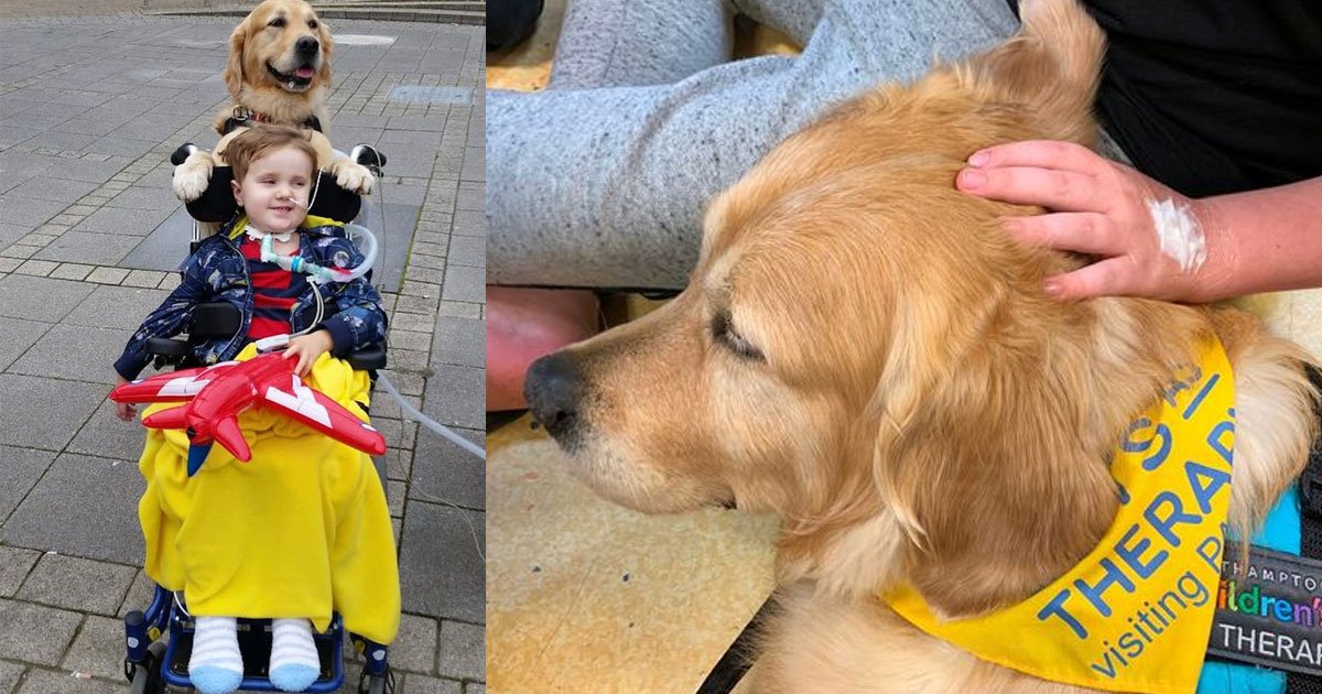 young boy with a rare brain condition recovered after therapy dog placed paw on his hand.jpg?resize=1200,630 - Young Boy With A Rare Brain Condition Recovered With The Help Of A Therapy Dog