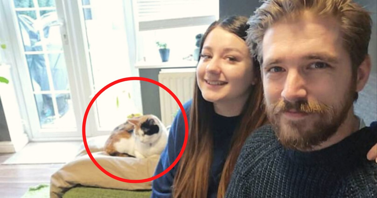 ziggy6.png?resize=412,275 - Genius Couple Created Fake LAP To Keep Their Very Clingy Cat Happy