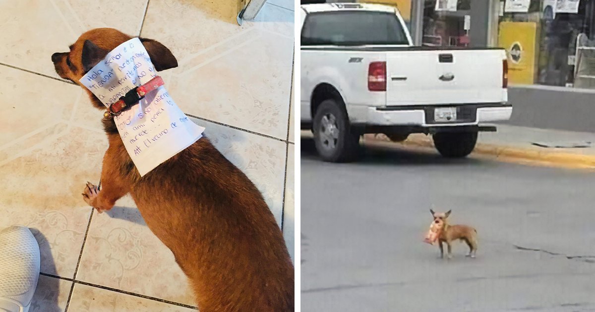 1 1.jpeg?resize=1200,630 - Joven Mexicano En Cuarentena Envió A Su Perro Con Una Nota Y Dinero A Comprar Unos Cheetos