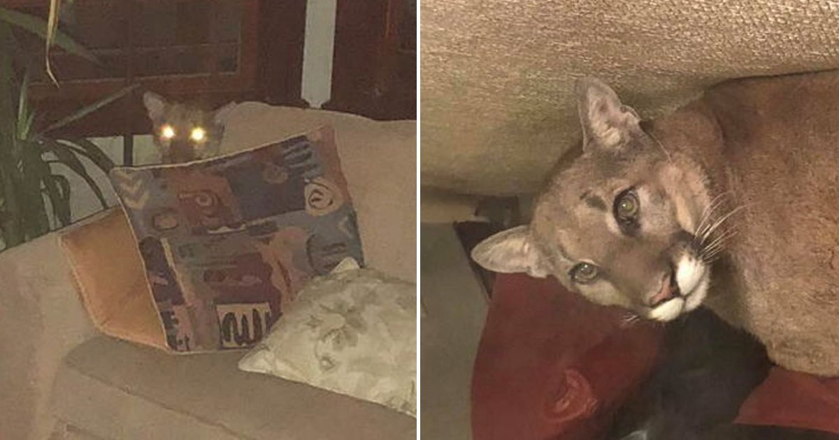 1 173.jpg?resize=1200,630 - Mujer Encontró Un Puma Salvaje Dentro De Casa Y Lo Dejó Dormir En El Sofá