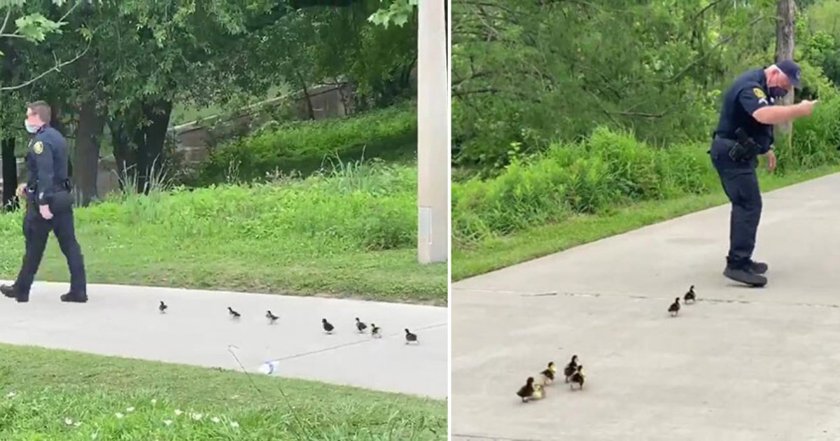 1 21.jpeg?resize=1200,630 - Policías Que Patrullaban Un Parque "Escoltaron" A Patitos Bebés Hasta Volver Con Su Madre