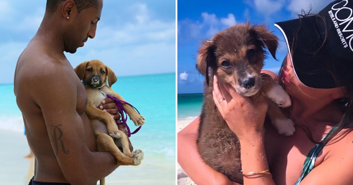 1 4.jpeg?resize=412,232 - Esta Isla Tropical Está Llena De cachorritos Rescatados Para Que Los Turistas Jueguen Y Adopten