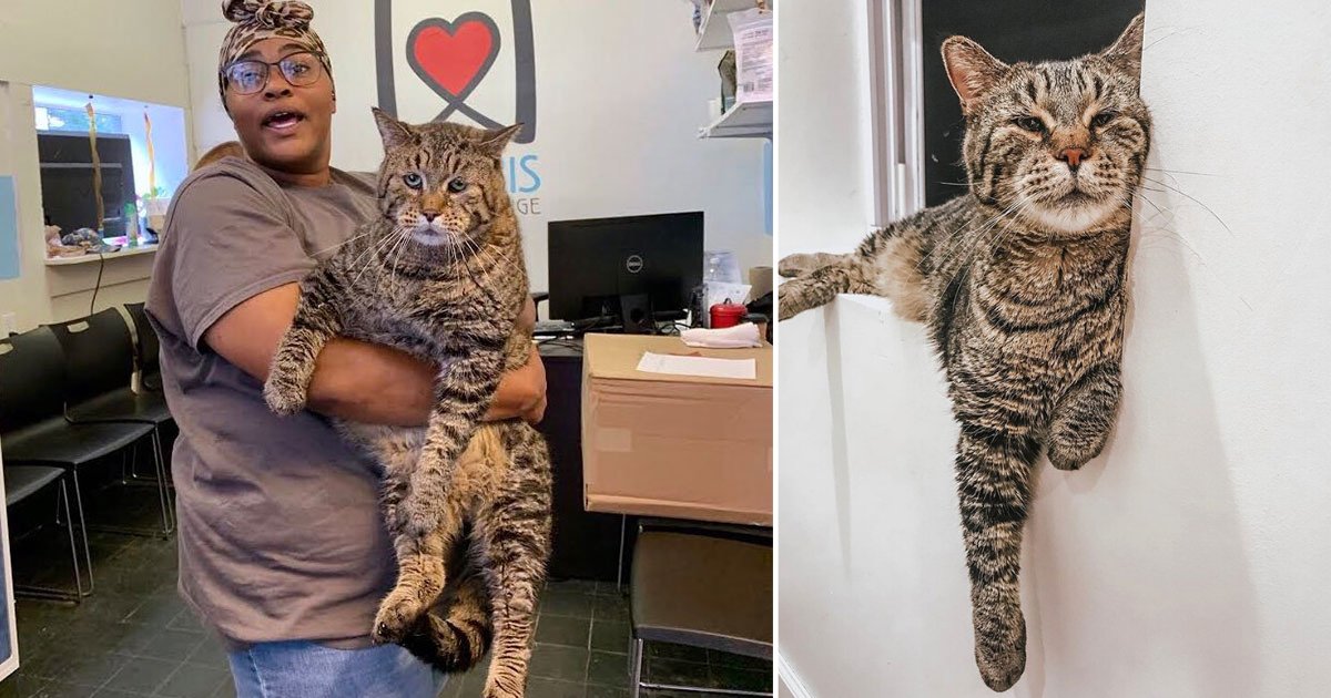 1 53.png?resize=1200,630 - Mr.B The 26lbs Cat Finally Got Adopted After People Couldn't Stop Adoring Him On The Internet