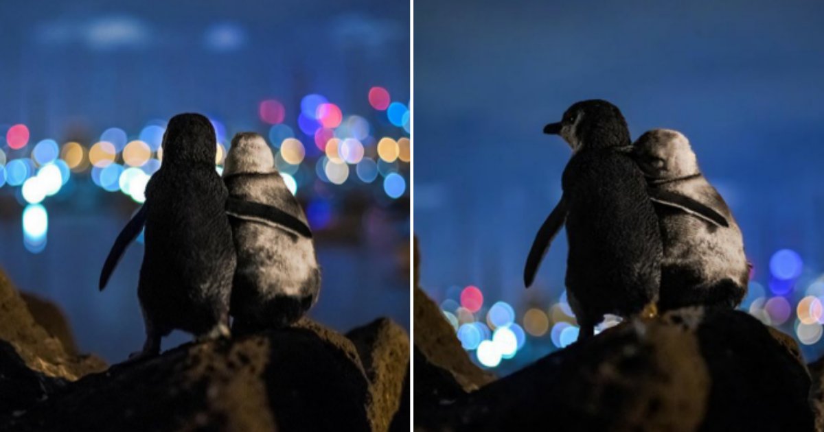 1 63.png?resize=1200,630 - Photographer Shot A Once In A Lifetime Picture As Two Widowed Penguins Comfort Each Other