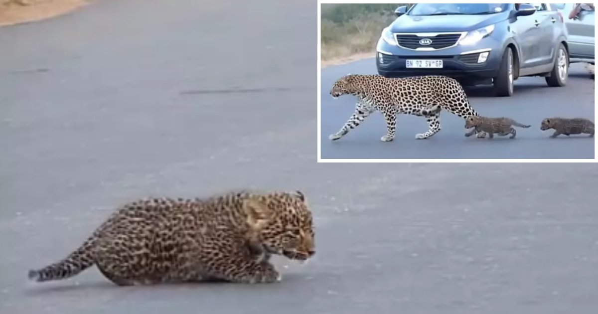 1 75.png?resize=412,275 - A Mother Leopard Was Caught On Camera While Crossing Road With Her Cubs