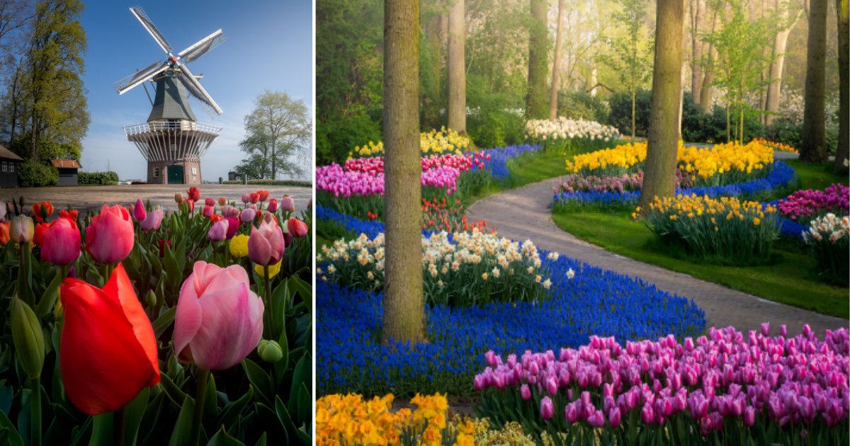 1 89.png?resize=412,232 - Famous Keukenhof Garden Closed For The First Time in 71 Years