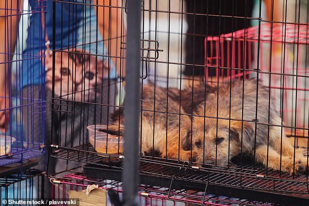 Animal activists have demanded the Chinese government prohibit the consumption of pets for years, and the new accord is the first of its kind in the country. The picture shows dogs resting after being rescued from a truck heading towards the Yulin Dog Meat Festival on June 22, 2017