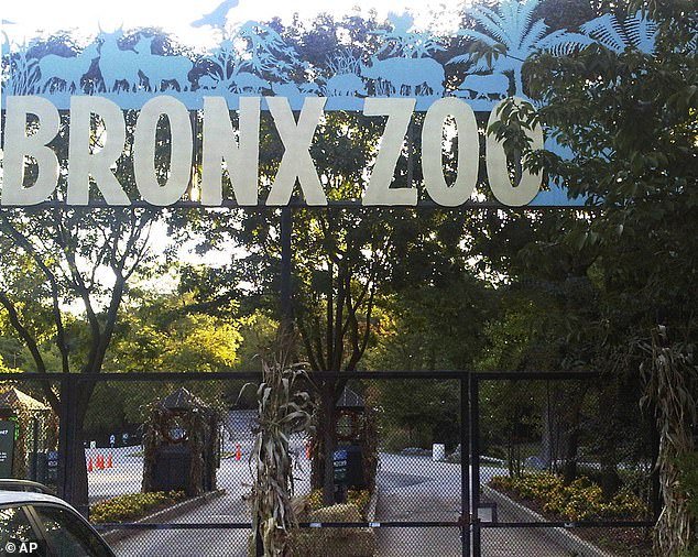 The Bronx Zoo (pictured) has been temporarily closed since March 16