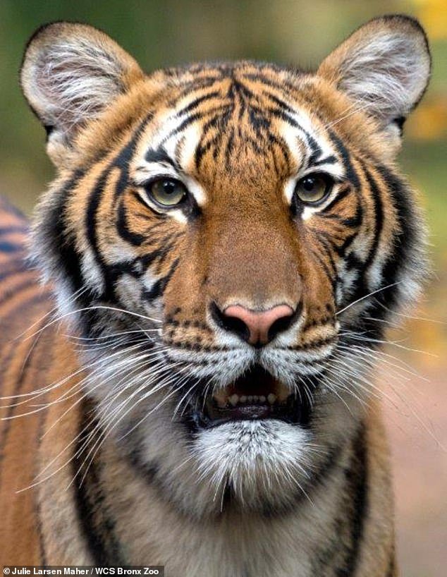 A four-year-old Malayan tiger named Nadia (pictured) at the Bronx Zoo in New York City has tested positive for COVID-19, the Wildlife Conservation Society said Sunday