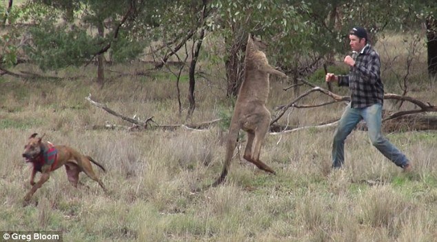 Un hombre se viraliza al dar un puñetazo a un canguro que estaba estrangulando a su perro