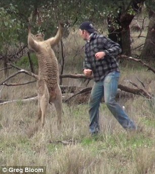 Un hombre se viraliza al dar un puñetazo a un canguro que estaba estrangulando a su perro