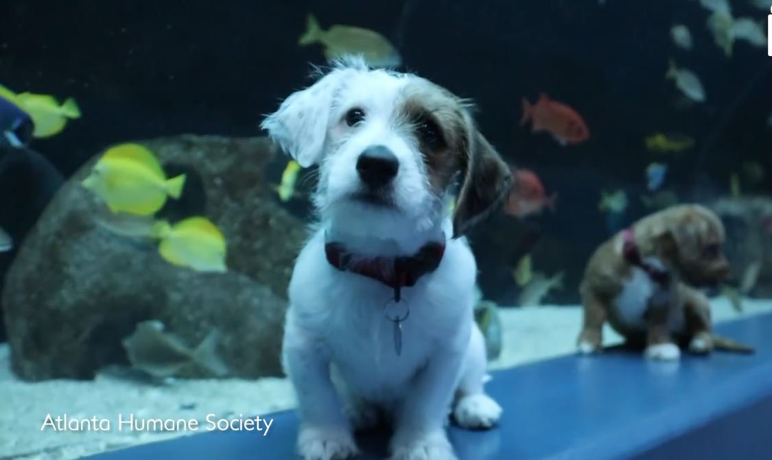adorable puppies and kittens get to visit aquarium