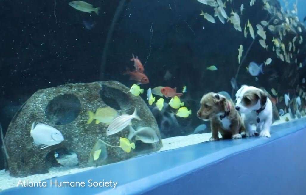adorable puppies and kittens get to visit aquarium