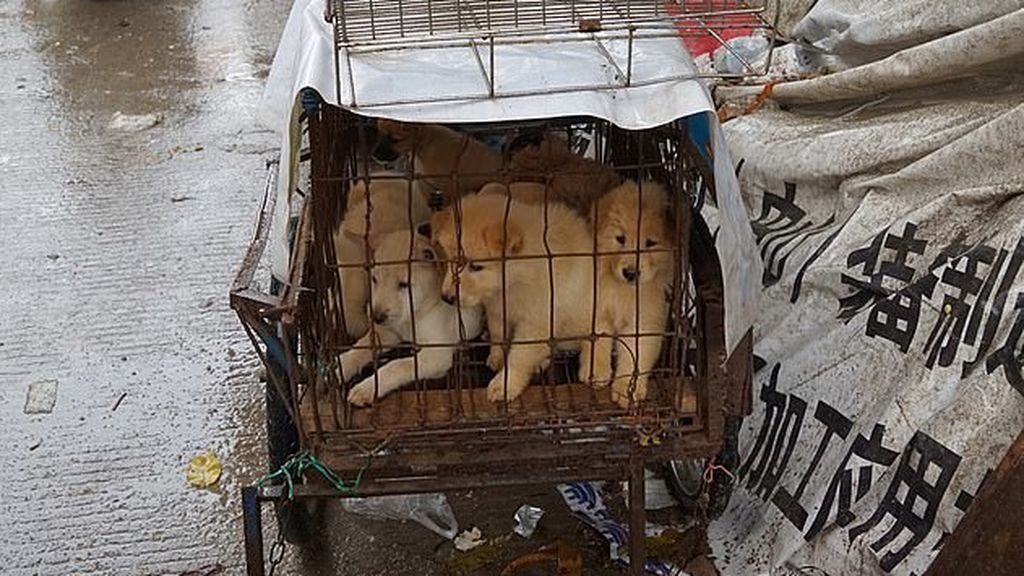 China prohíbe el consumo de perros: La ley deja de considerarlos ...