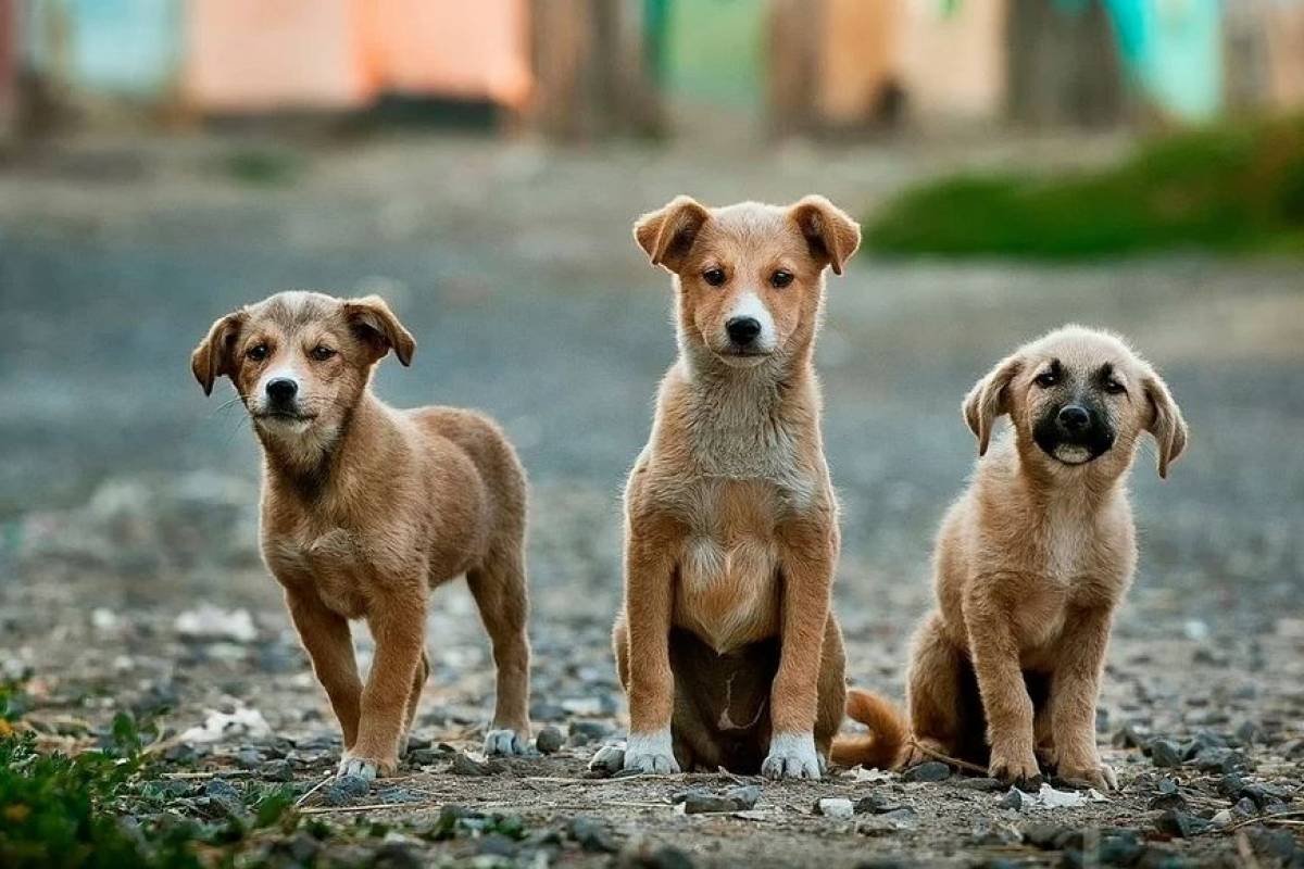 Tras brote de coronavirus, China saca a los perros de la lista de ...