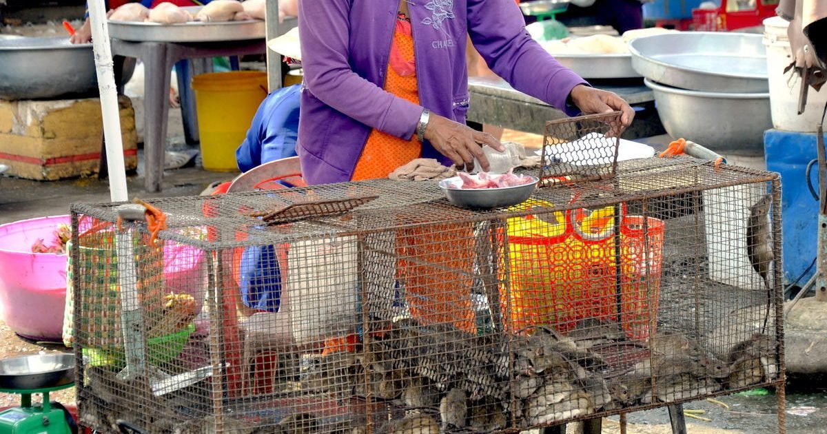 1zipu2r9u5 10  rat wet market in dong thap province october 2013 e1586473762108.jpg?resize=1200,630 - Covid-19 : L'ONU voudrait totalement interdire les marchés d'animaux sauvages pour éviter de nouvelles pandémies