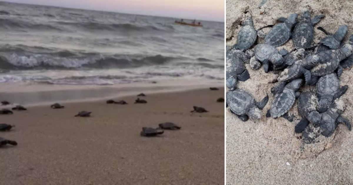 2 10.png?resize=412,275 - Amidst COVID-19 Lockdown Endangered Hawksbill Turtles Hatch on Brazil’s Desserted Beach