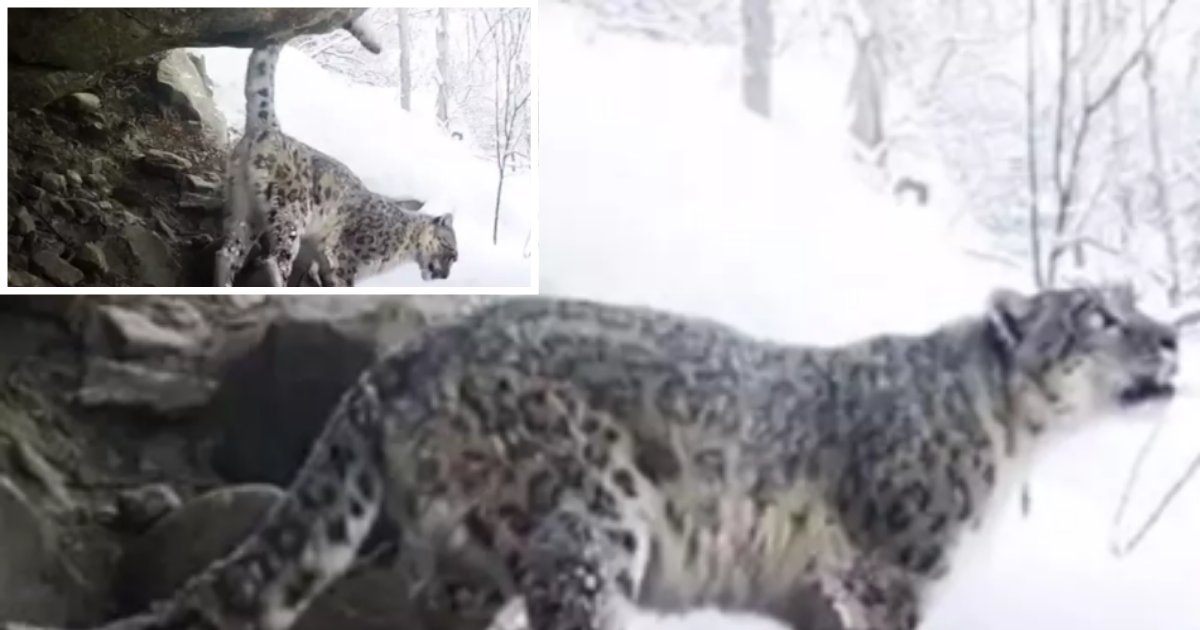 2 31.png?resize=1200,630 - Extremely Rare Video Of Snow Leopard Calling To Mark Territory