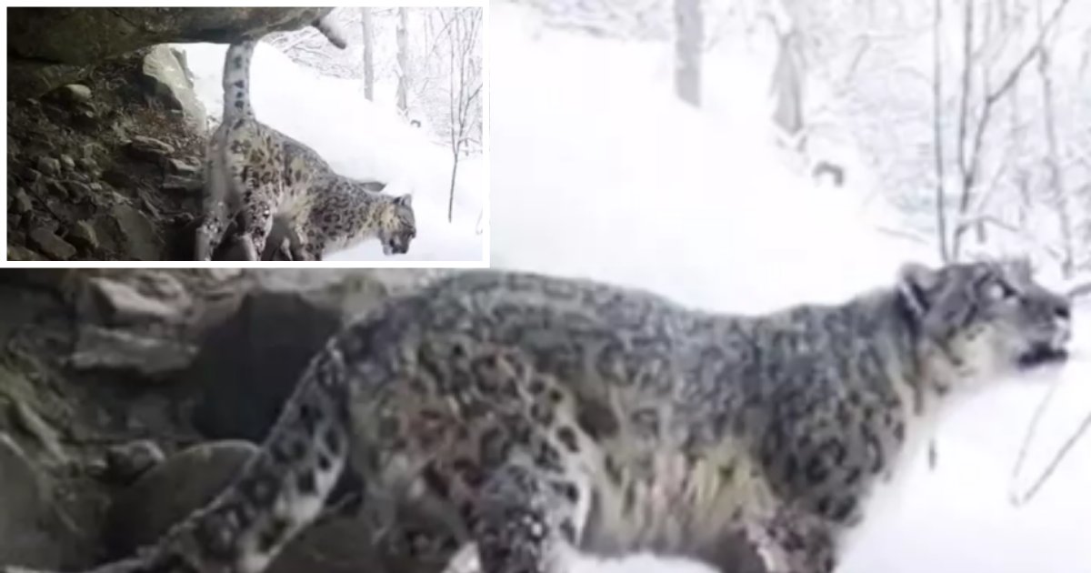2 31.png?resize=412,275 - Extremely Rare Video Of Snow Leopard Calling To Mark Territory