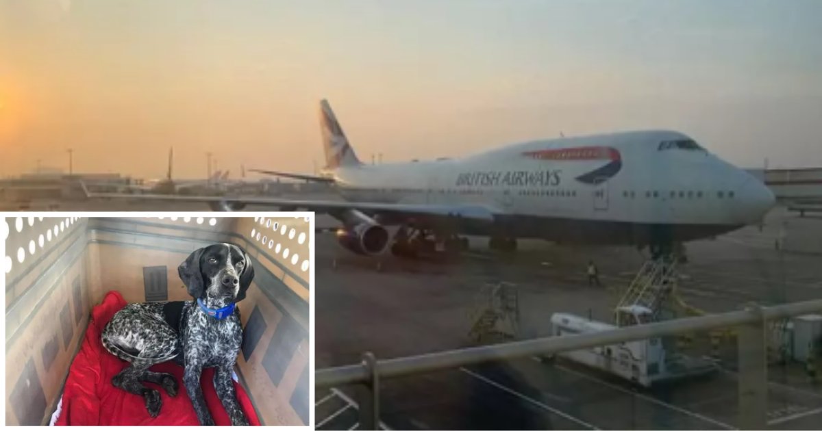 2 38.png?resize=412,275 - British Airways Brings Back 50 Abandoned Pets To The U.K