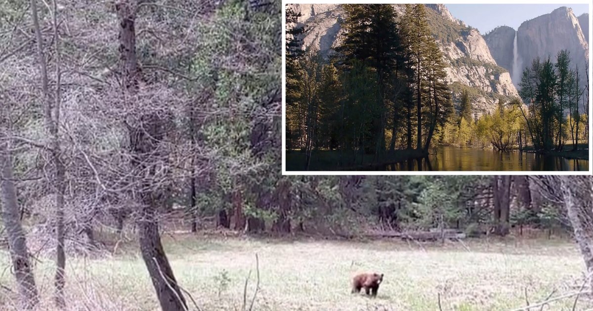 2 41.png?resize=412,275 - Population Of Black Bears Increased Four Times At Yosemite National Park