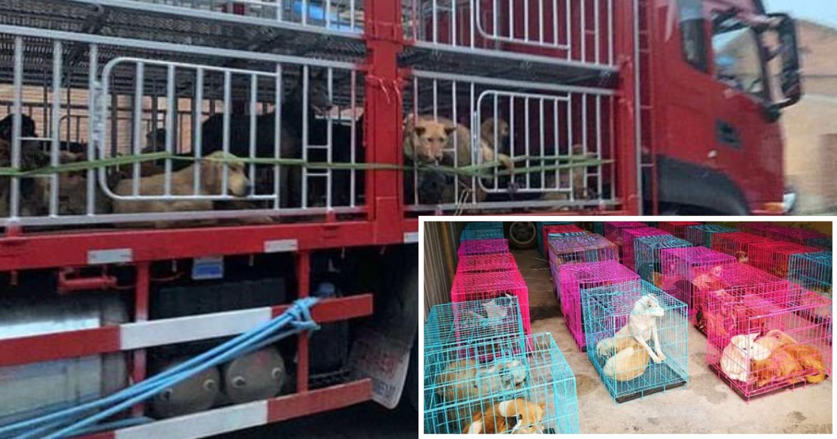 2 54.png?resize=1200,630 - 400+ Stolen Pets Rescued From Illegal Dog Slaughterhouse In China