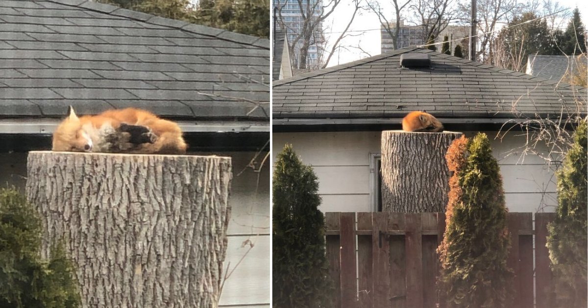 2 6.png?resize=412,275 - An Adorable Sleeping Fox Made This Couple’s Day As They Are Stuck At Home In Quarantine