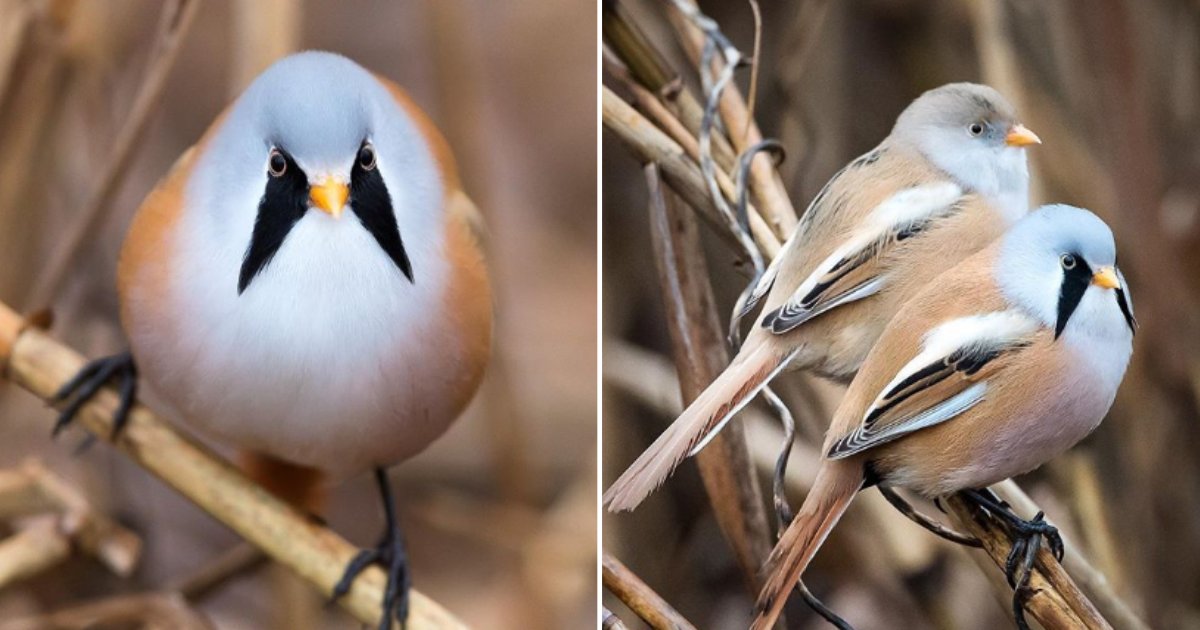 2 62.png?resize=1200,630 - These Tiny And Adorable Reedling Birds Could Do A Full Split