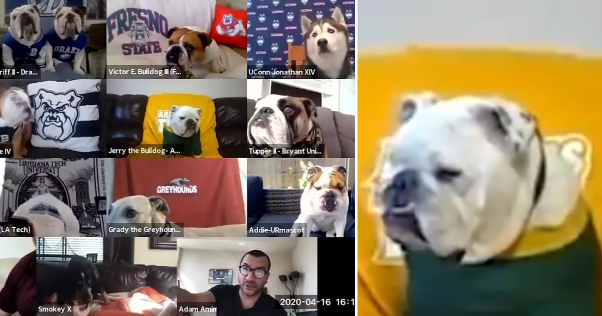 2 64.png?resize=1200,630 - Mascot Dogs Of Colleges Had A Zoom Call To Be Sociable While Social Distancing