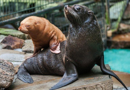 Fotos: Rara foca albina es sensación en zoológico de Alemania ...