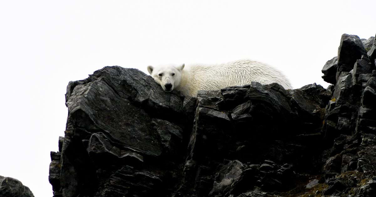 ec8db8eb84ac eba788eca780eba789.jpg - Zoo May Let Polar Bears Devour Its Seals If Matters Worsen