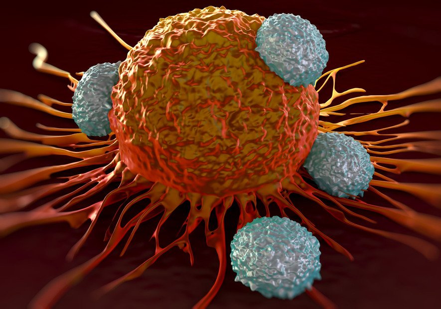 자료실 - 새로운 항암 전략…암세포 방어술 낮추고 면역세포 공격력 높이고