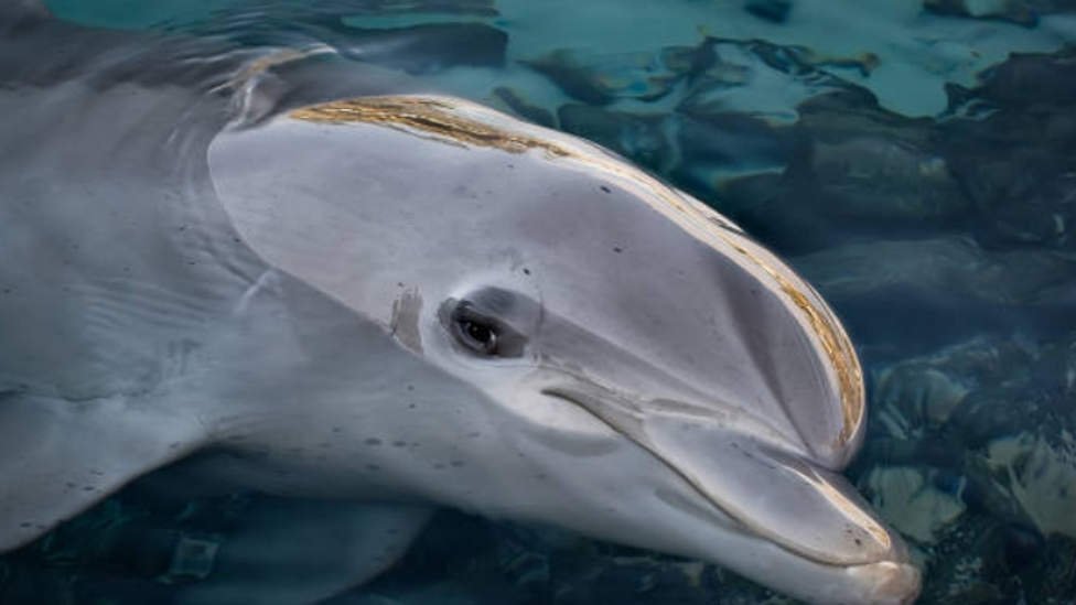 Japón: Muere un delfín tras ser abandonado en un recinto acuático ...