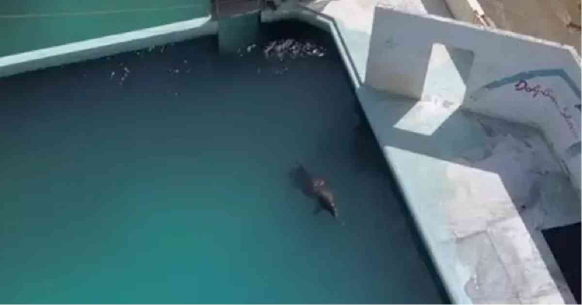 Una delfín murió en un acuario abandonado antes de que pudieran ...