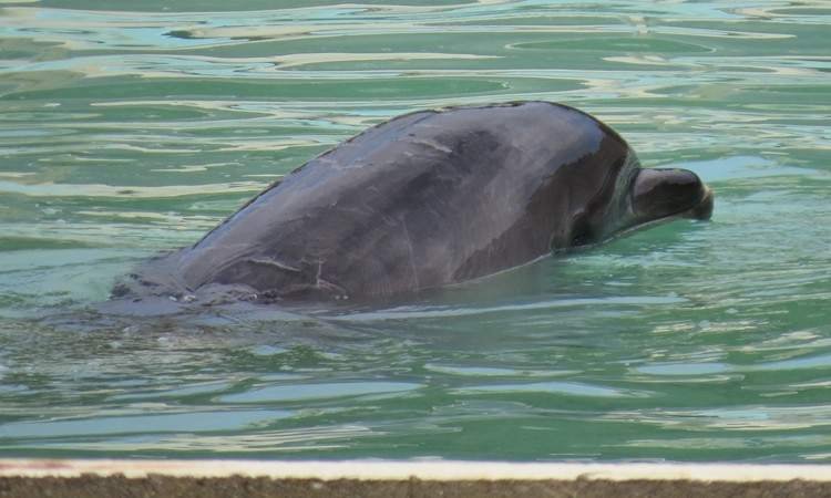 Muere Honey, la delfín que pasó sus últimos dos años de vida ...