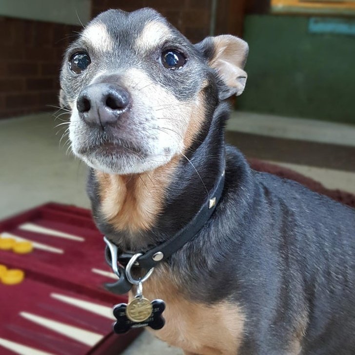 20+ Senior Pets That Still Have Our Hearts and Always Will