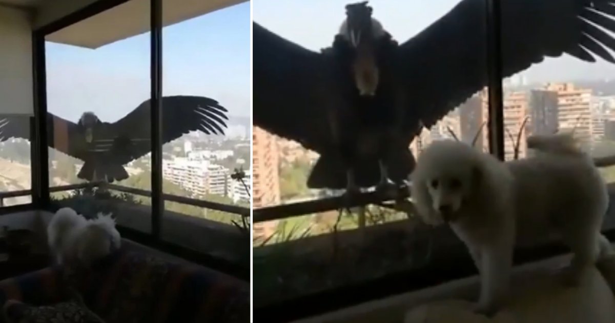 3 70.png?resize=412,232 - Huge Prey Birds Tried to Get Through The Window in Chile to Reach To a Puppy