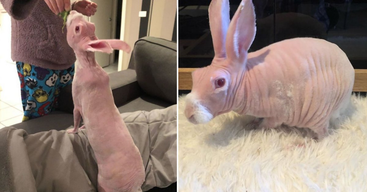 3 81.png?resize=412,275 - Mr. Bigglesworth The Rescued Hairless Bunny Became An Instagram Star Overnight