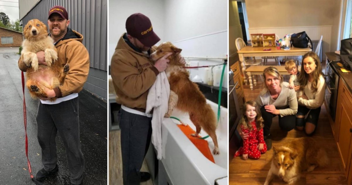 3 84.png?resize=412,275 - Heroic Pup Reunited With Family After Getting Lost in The Tornado Saving Her Family