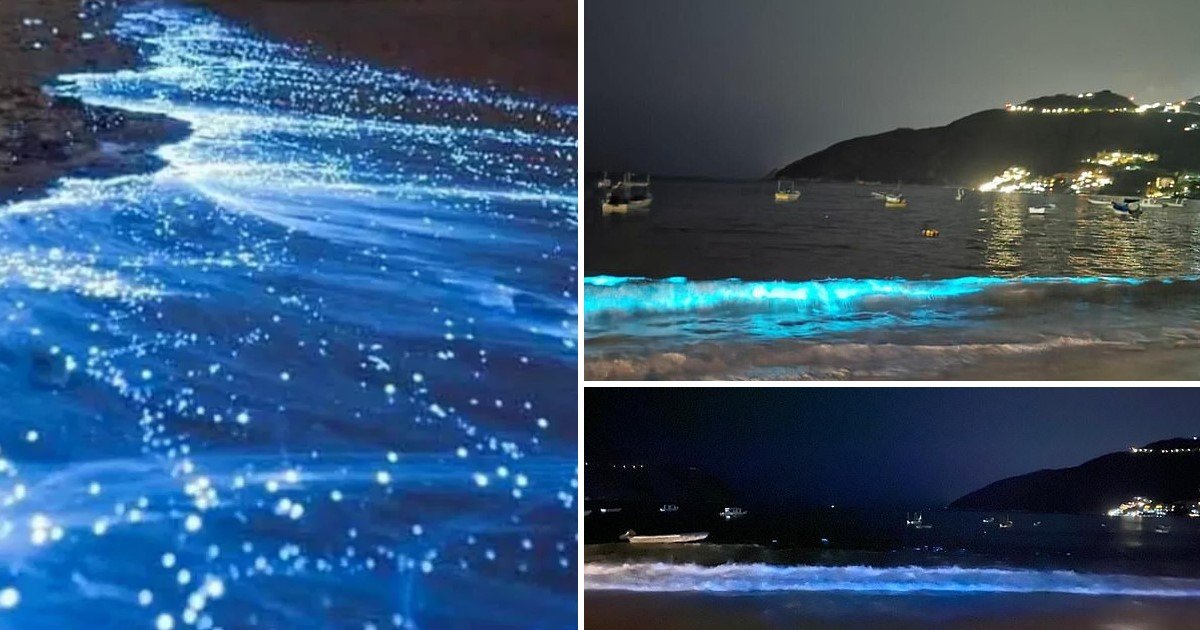 3 89.jpg?resize=1200,630 - Beach Waves Emitted Neon Light Caused By Rare Plankton Reaction For The First Time In SIX Decades